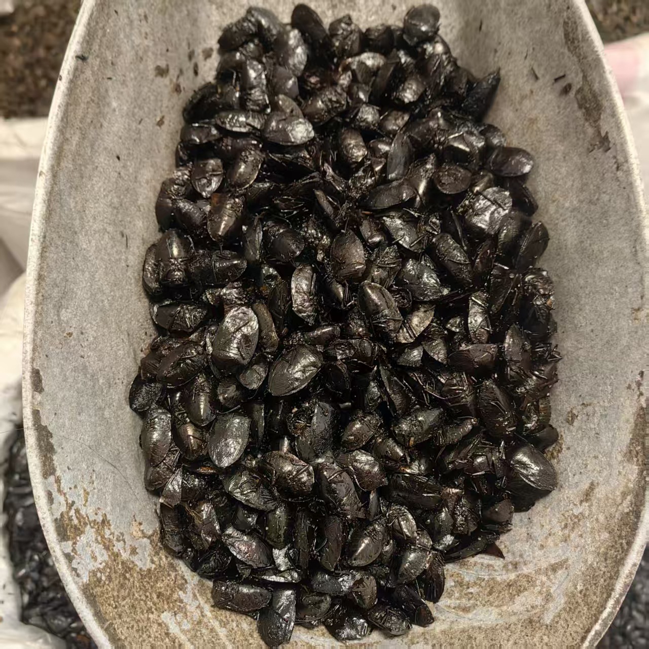 Jiu Xiang Chong Dried Bug 500g Aspongopus chinensis Whole Insect TCM Herbal Ingredient Natural Sun Dried - Image 3
