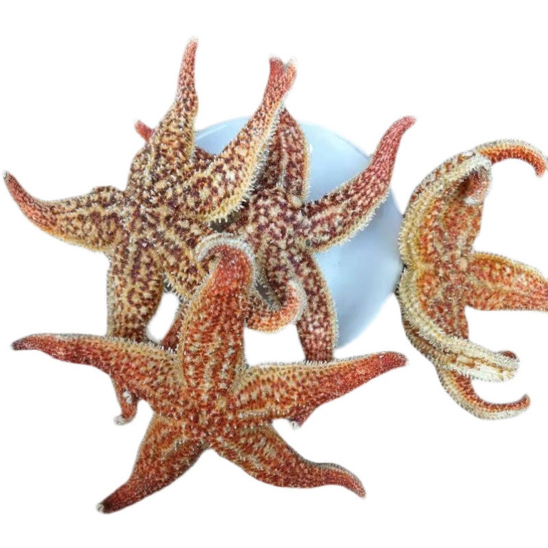 Dried Starfish Wu Zhi Hai Xing Whole Dried Sea Star for Herbal Wine Infusion 500g - Image 5