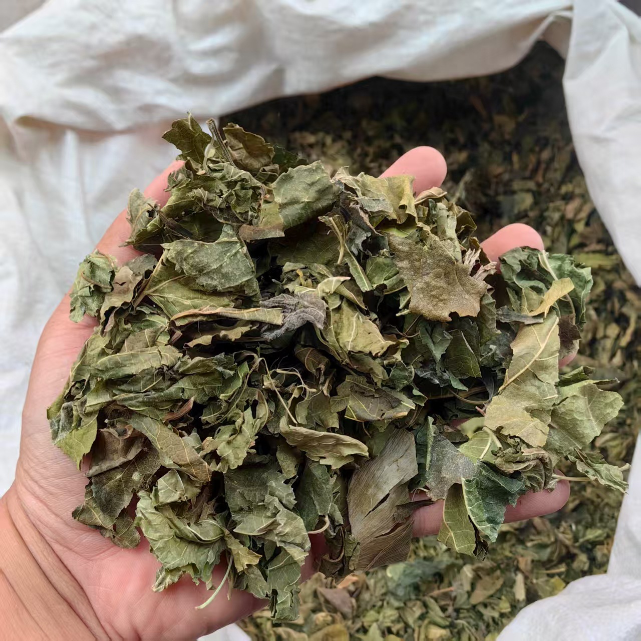 Dried Mulberry Leaves 500g Sang Ye Natural Sun Dried Herbal Tea Leaves - Image 3