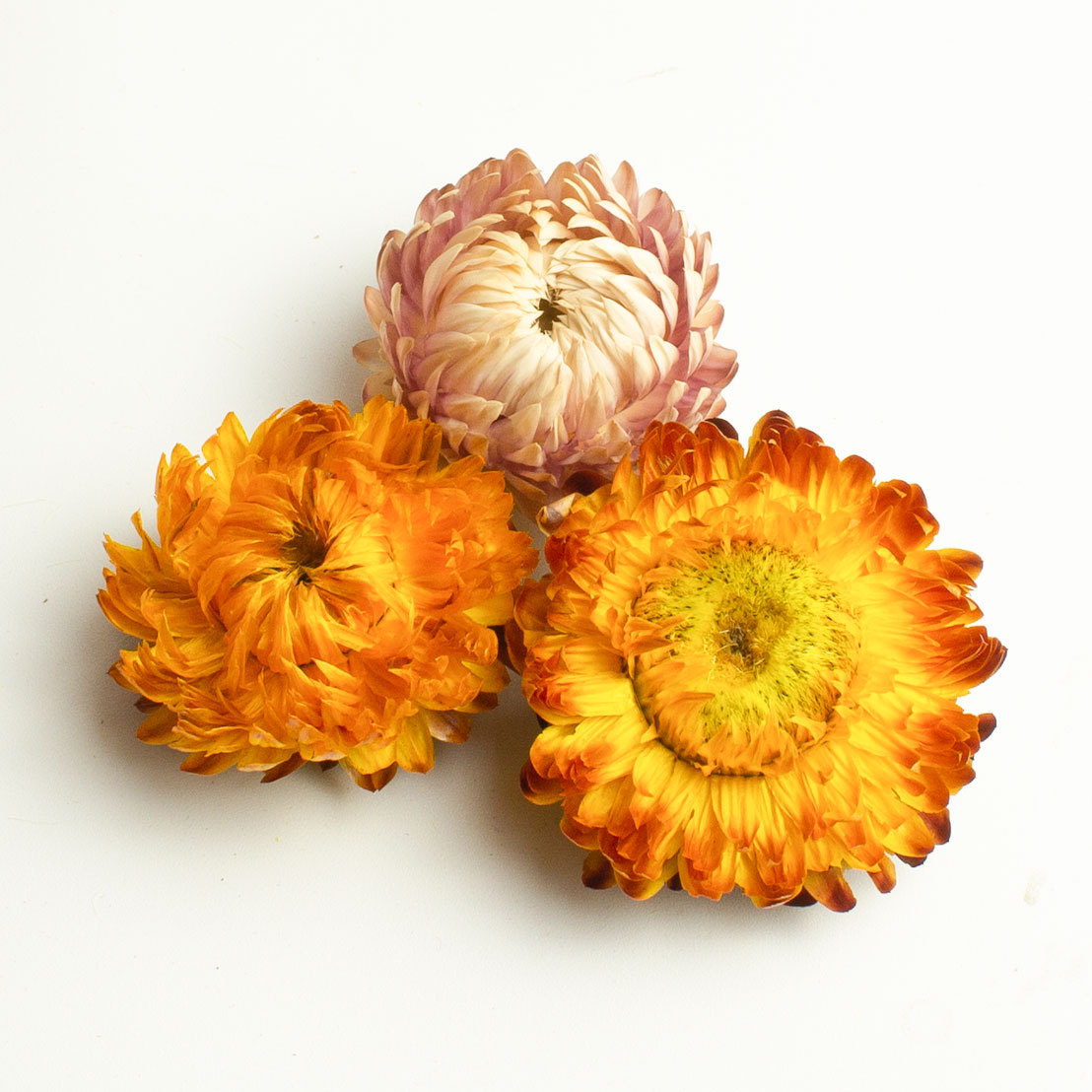 Seven-Color Chrysanthemum Tea 250g Dried Qicai Ju Flowers Loose Herbal Infusion for After-Meal Drinking - Image 4