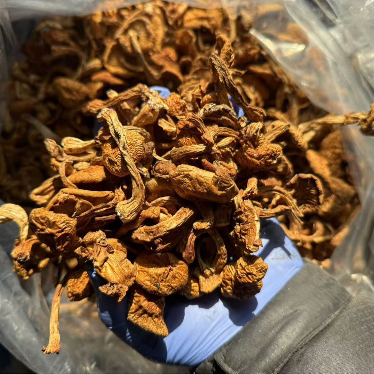 Dried Northeast Yellow Mushroom Hua Zi Gu Dried Mushroom for Chicken Stew 500g - Image 3