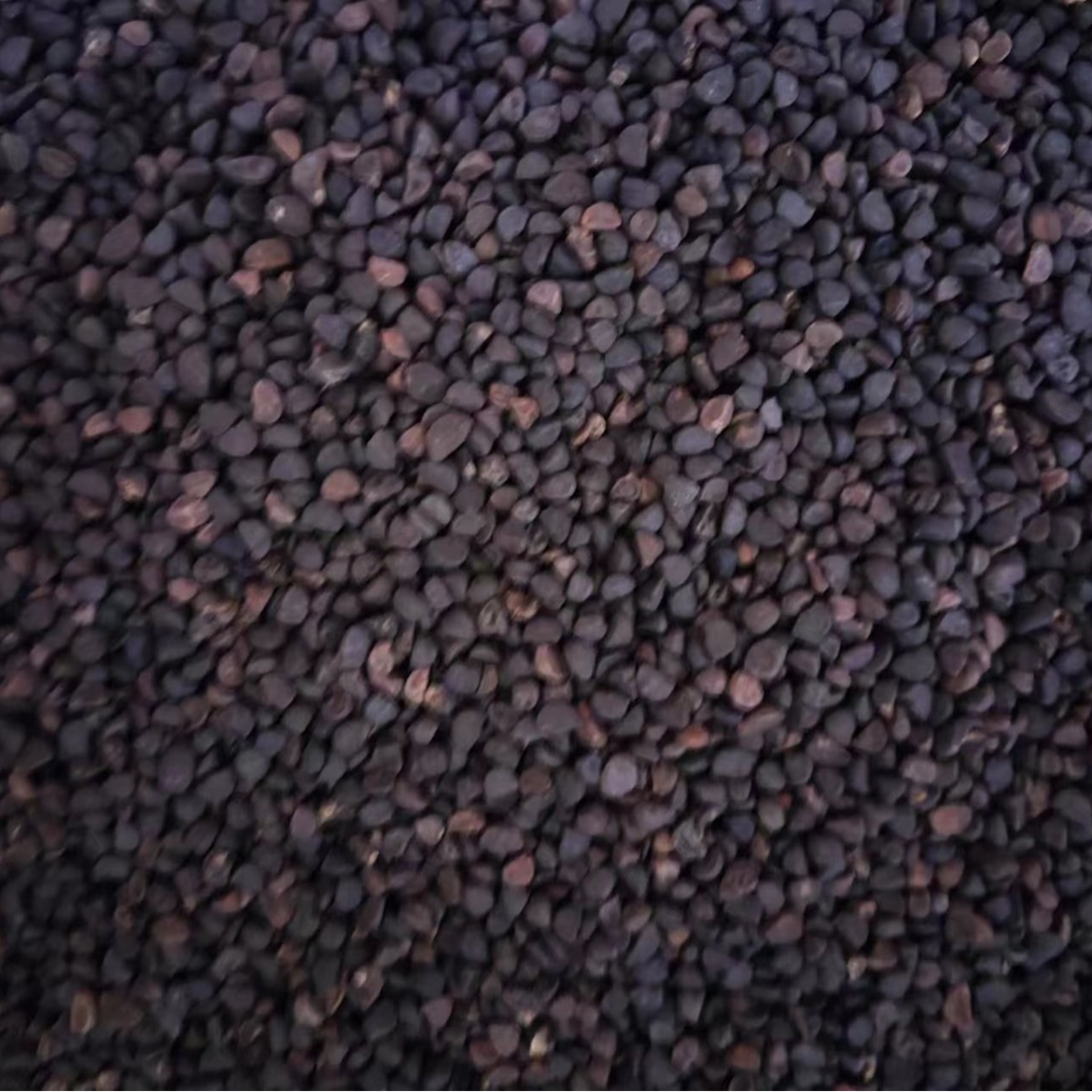 Hei Chou Seeds (Pharbitis nil) — Dried Qian Niu Zi Herb, Also Available as Bai Chou Powder - Image 4