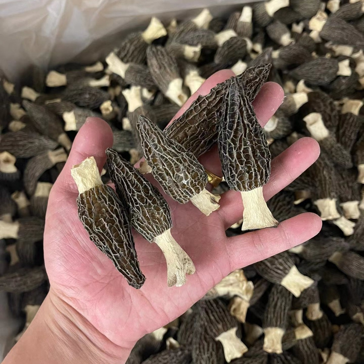 Morel Mushroom (Morchella spp.) — Dried Yunnan Wild-Harvested Whole Mushrooms for Soup & Tea - Image 4
