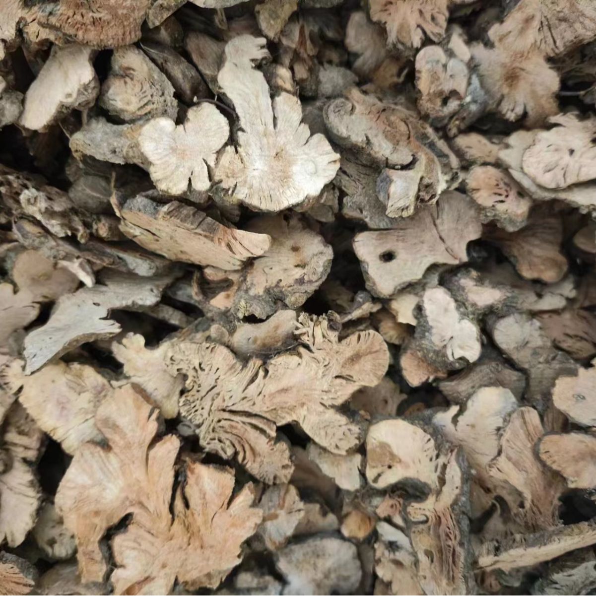 Jin Qiao Mai (Fagopyrum cymosum) — Dried Food Herb Root, Also Known as Golden Buckwheat Root - Image 3