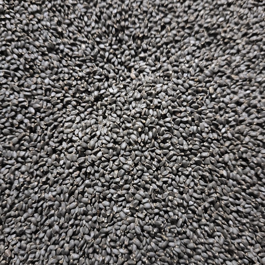 Lan Xiang Zi (Ocimum basilicum) — Basil Seeds for Herbal Drinks & Desserts - Image 3