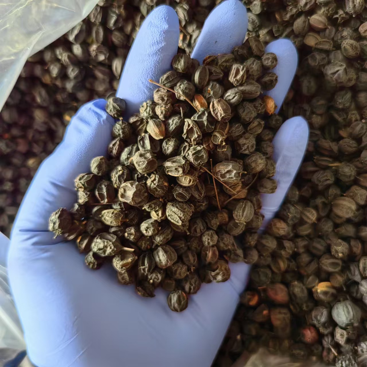 Dried Acanthopanax Senticosus Seeds Ci Wu Jia Zi 500g Clean Black Siberian Ginseng Seeds from Changbai Mountain Jilin - Image 3
