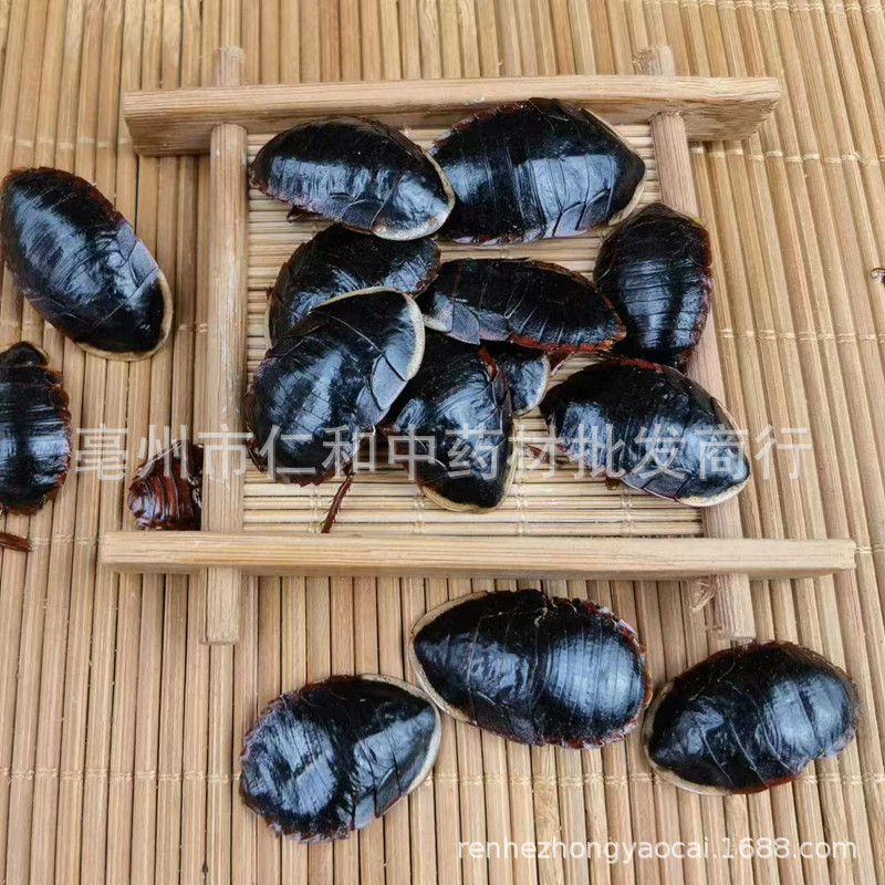 Golden Edge Ground Beetle Tu Bie Chong Dried Whole Insect Traditional Chinese Herb - Image 3