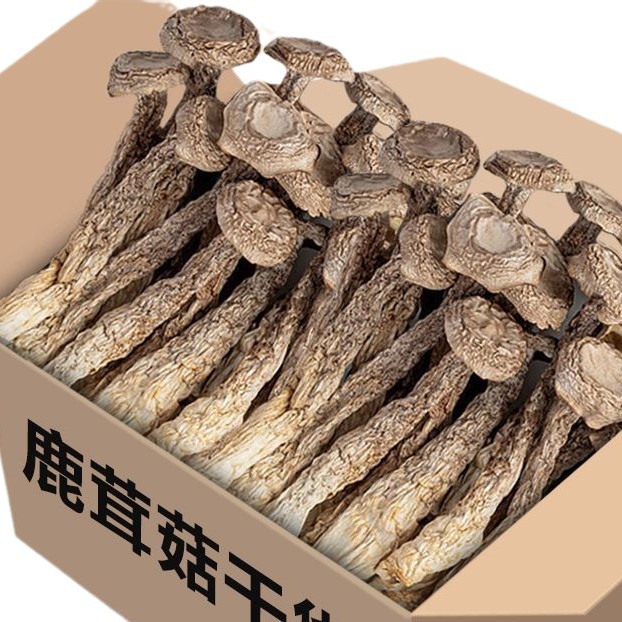 Dried Lyophyllum decastes Broken Pieces Lu Rong Gu Mushroom for Soup and Stir Fry 1000g Net Weight - Image 5