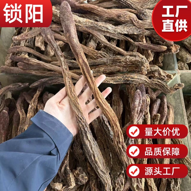 Dried Cynomorium Songaricum Suoyang Herb for Traditional Soup and Decoction - Image 2