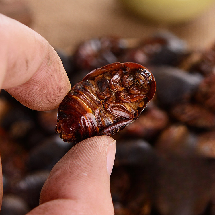 Dried Ground Beetle Tu Bie Chong 500g Loose Traditional Chinese Herb - Image 4