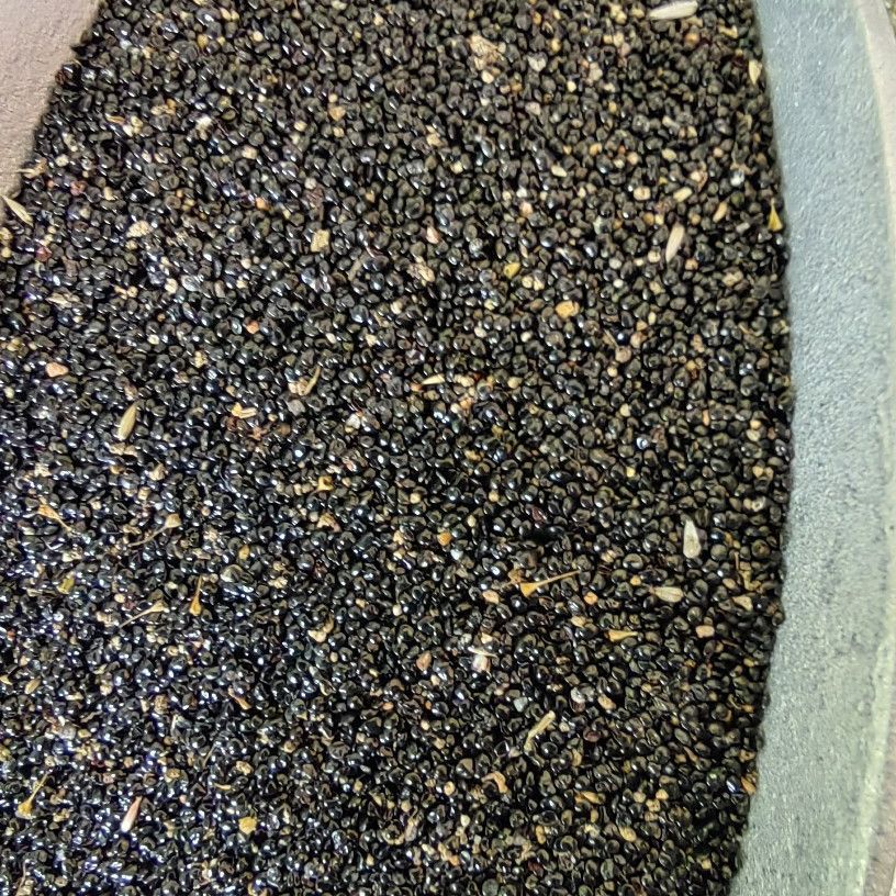 Qing Xiang Zi (Celosia argentea) — Dried Food-Herb Seeds, 500g - Image 4