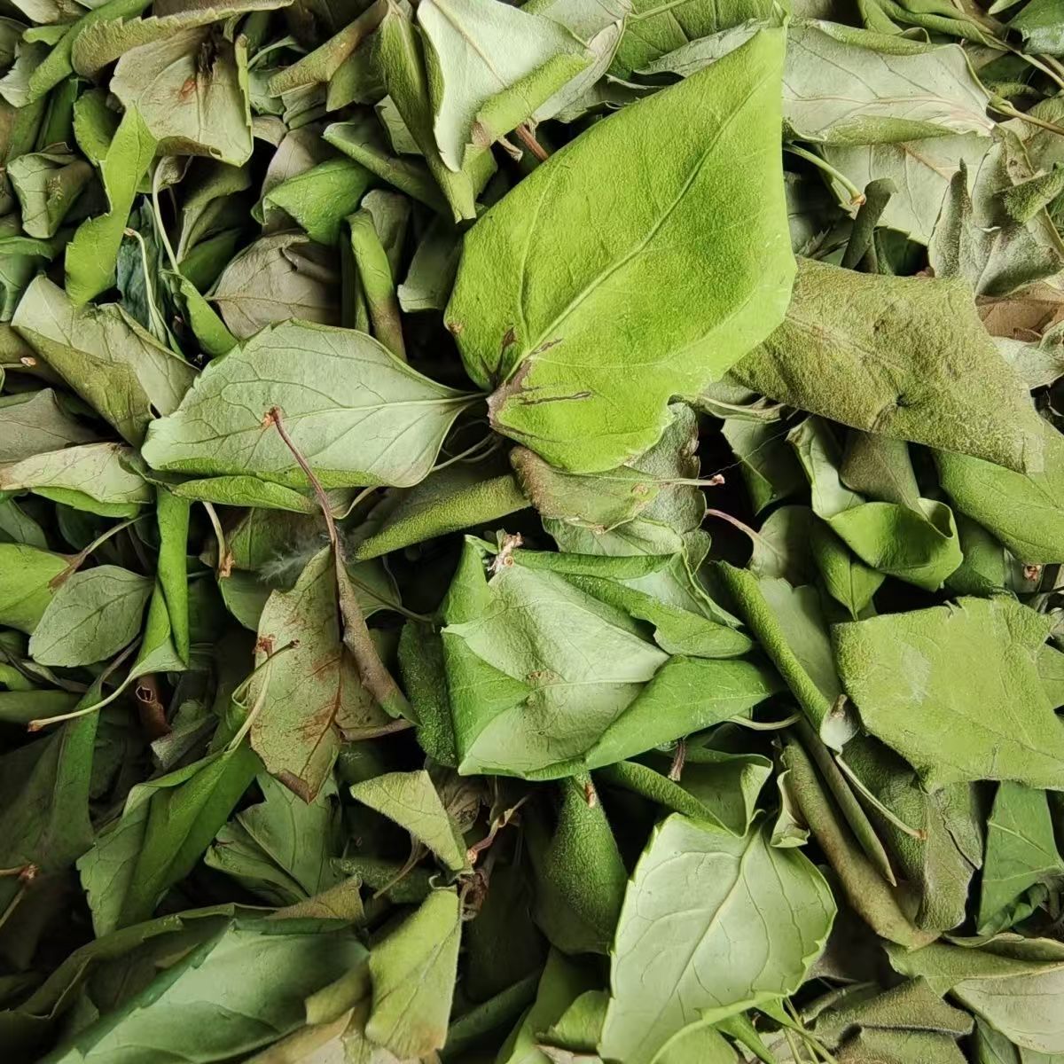 Dried Forsythia Leaf Tea Lian Qiao Ye 500g Sun Dried Herbal Tea Leaf from Shanxi - Image 2