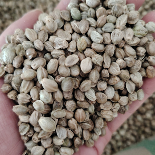 Hemp Seed (Cannabis sativa) — Hulled Food Herb, 500g Clean Granules for Tea, Congee & Soup - Image 2