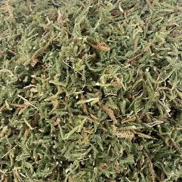 Shen Jin Cao Dried Clubmoss Whole Herb 500g Bulk Sichuan Origin Traditional TCM Ingredient - Image 3