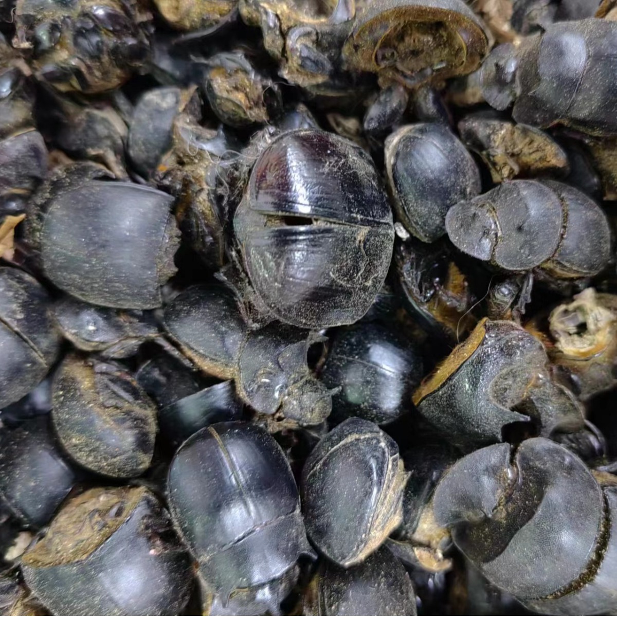 Qiang Lang Chong (Catharsius molossus) — Dried Dung Beetle for TCM Herbal Use - Image 3
