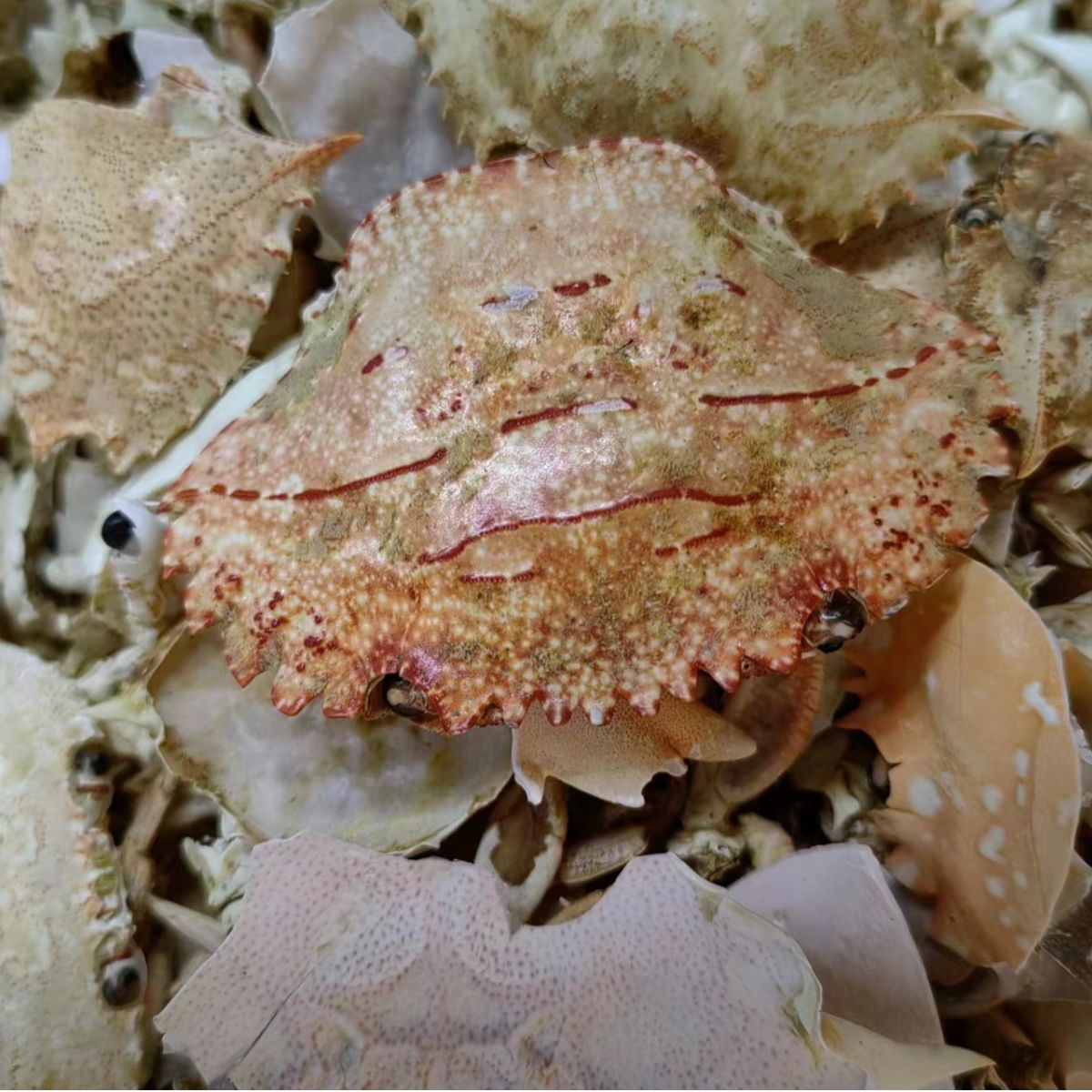 Fang Hai (Eriocheir sinensis Shell) — Dried Crab Shell Pieces & Powder, 500g - Image 2