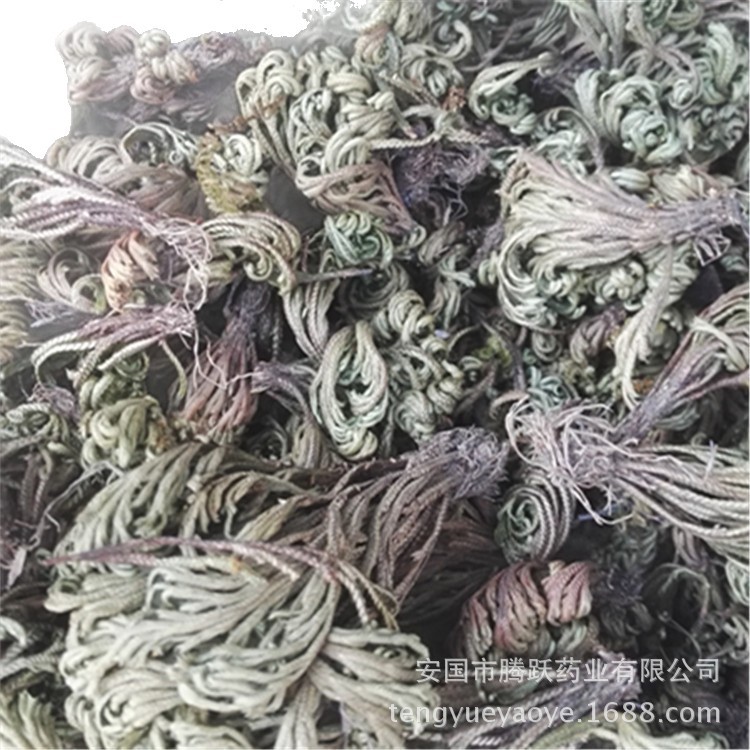 Dried Selaginella Juan Bai Whole Herb 1kg Traditional TCM Botanical Resurrection Grass - Image 5