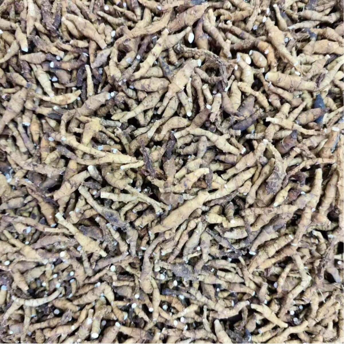 Jiu Jie Chang Pu (Anemone altaica) — Dried Rhizome, Powder Option, Food Herb - Image 5