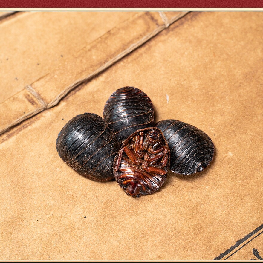 Dried Ground Beetle Tu Yuan 土元 Whole Insect Traditional Chinese Herb 250g - Image 4