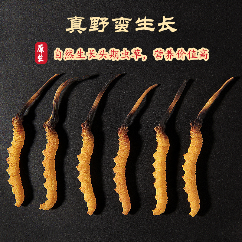 Cordyceps Sinensis Dried (Dong Chong Xia Cao) — Tibetan Whole Cordyceps, 1g Broken Grade - Image 3
