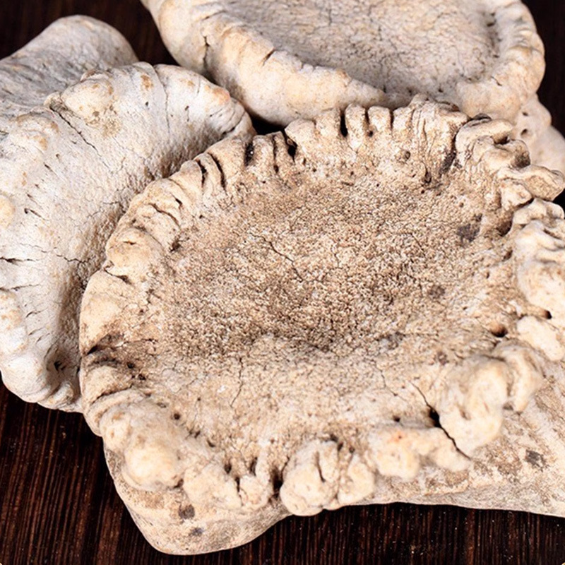 Deer Antler Cap Powder (Cervus nippon) — Dried Deer Antler Base Powder, 500g - Image 2