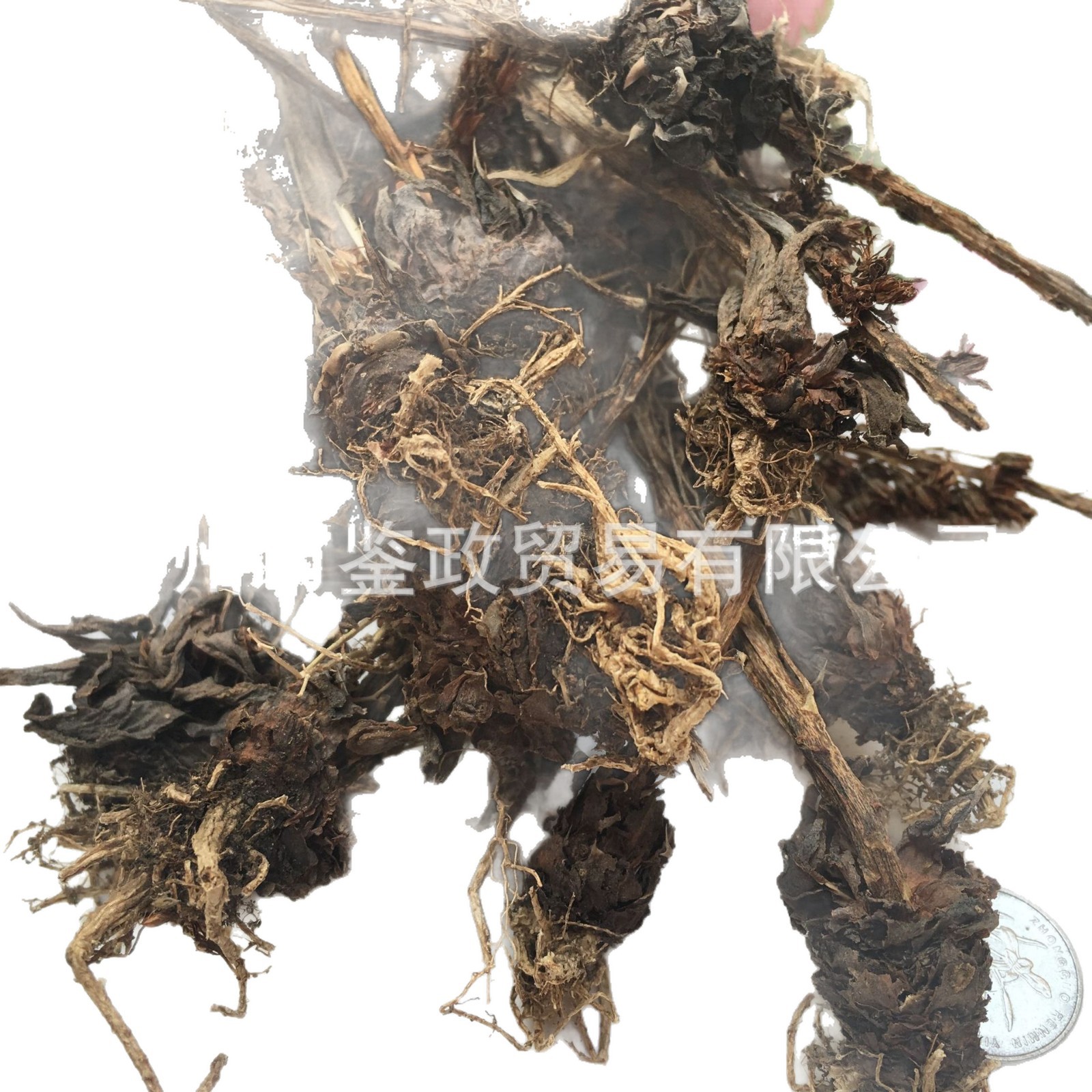 Dried Orostachys Herb Wasong 瓦松 Whole Plant 500g Bag Traditional Chinese Herbal Botanical - Image 5