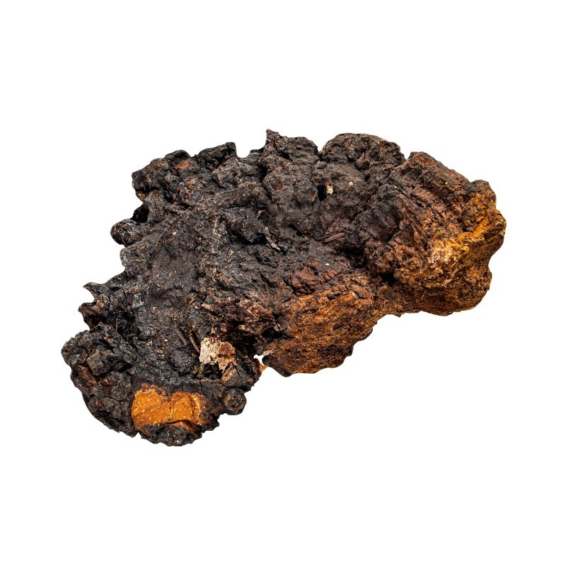 Chaga Mushroom Powder (Inonotus obliquus) — Wild Northeast Birch Chaga, 500g - Image 5