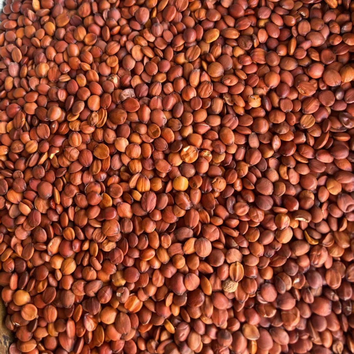 Sour Jujube Seed Suan Zao Ren Powder 500g Natural Dried Ziziphus Seeds Ground Fine - Image 3