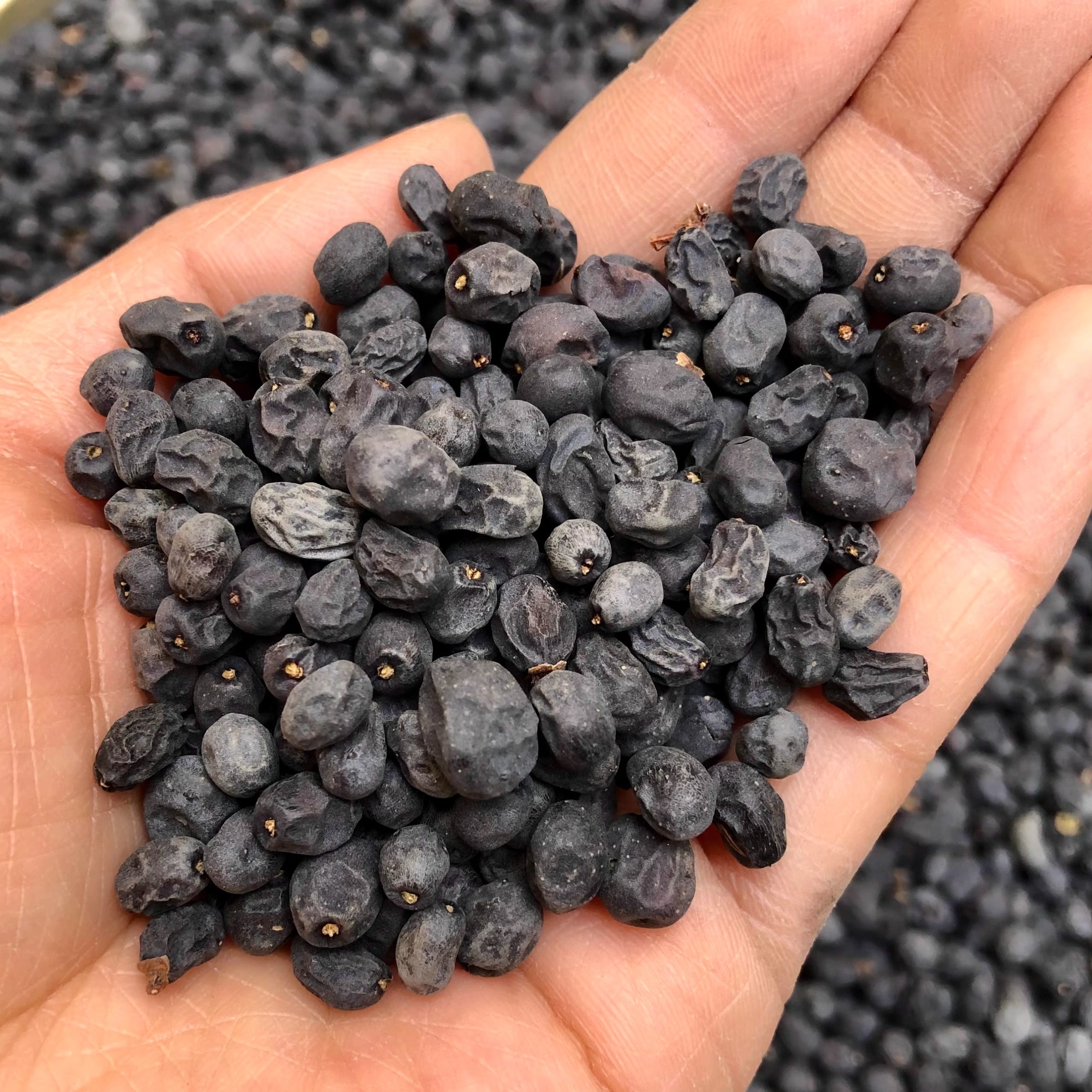 Wild Ligustrum Fruit Nuzhenzi Dried Whole Berries Taihang Mountain Harvest Traditional TCM Herbal Tea Loose Bulk - Image 3
