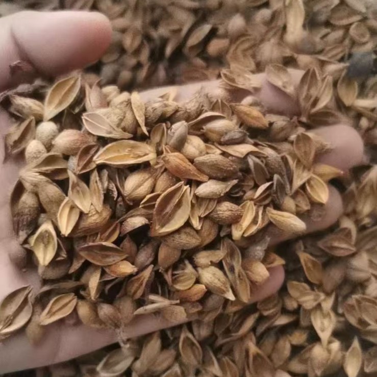 Forsythia Fruit Lian Qiao Dried Herb Natural Sun Dried Traditional TCM Decoction Pieces 500g - Image 2