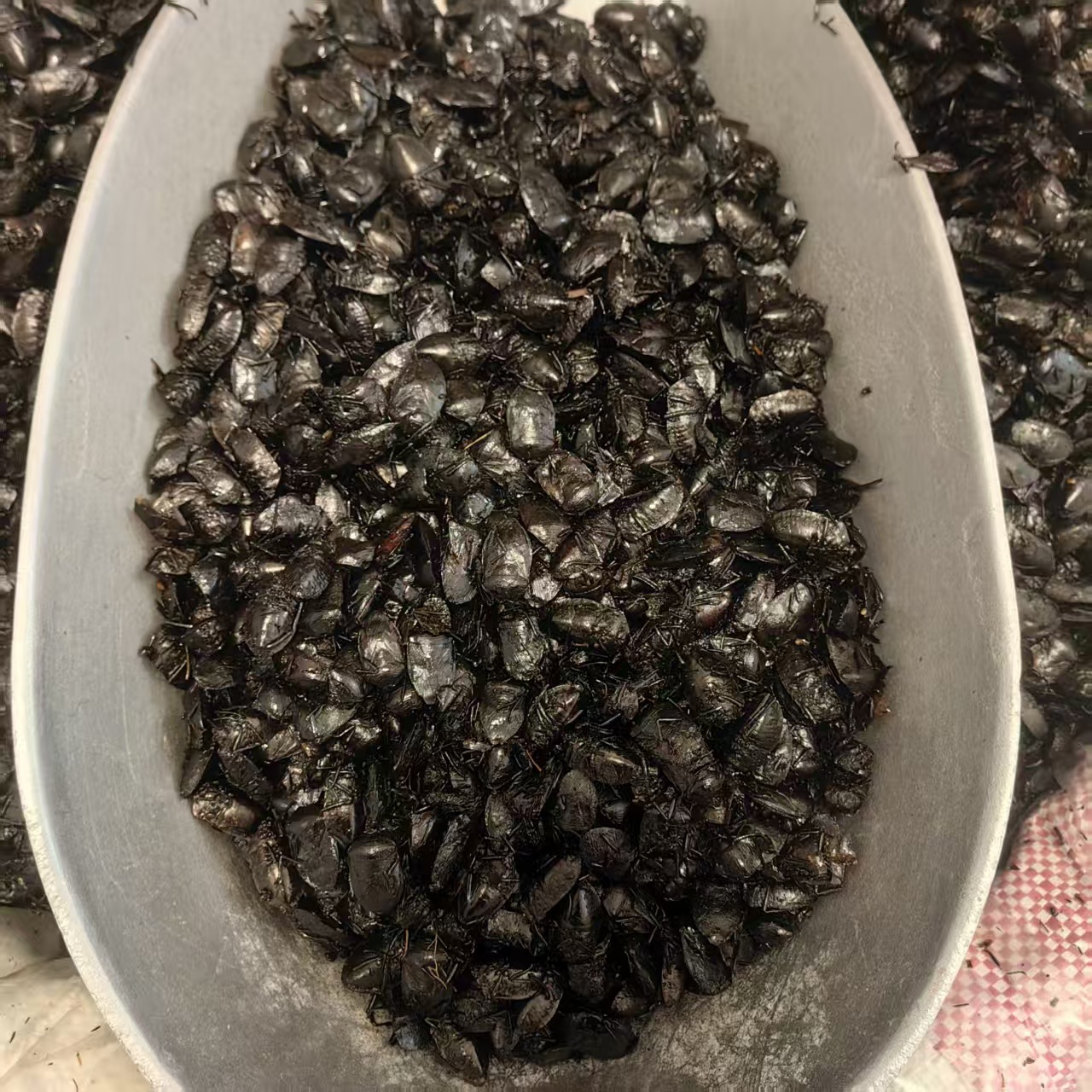 Jiu Xiang Chong Dried Bug 500g Aspongopus chinensis Whole Insect TCM Herbal Ingredient Natural Sun Dried - Image 2