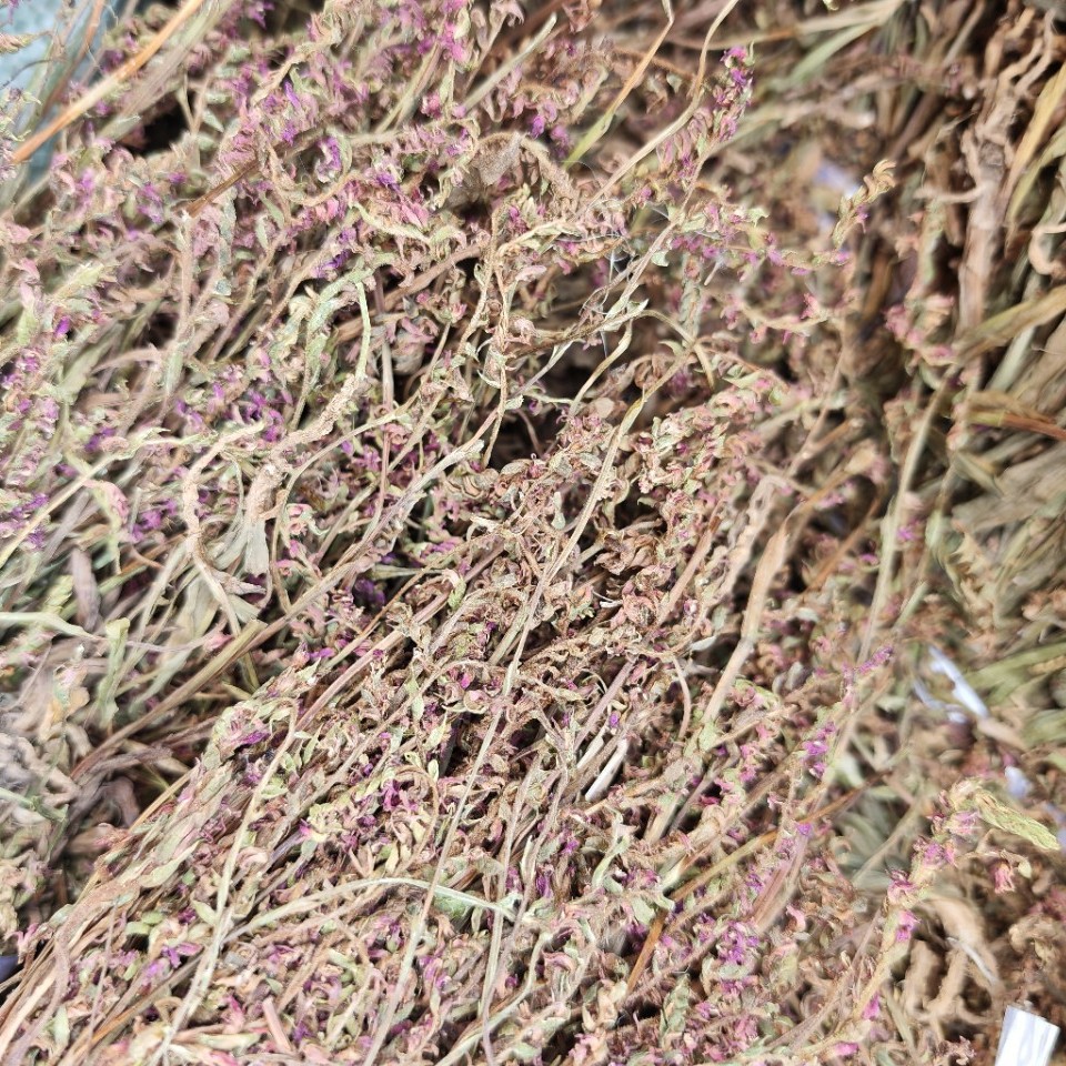 Pan Long Shen (Spiranthes sinensis) — Dried Food Herb, Rare Chinese Botanical - Image 5