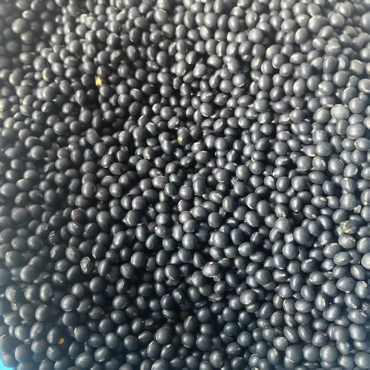 Northeast Yellow-Heart Black Beans Hei Dou 2025 New Season Dried Whole Beans for Cooking and Herbal Use - Image 4