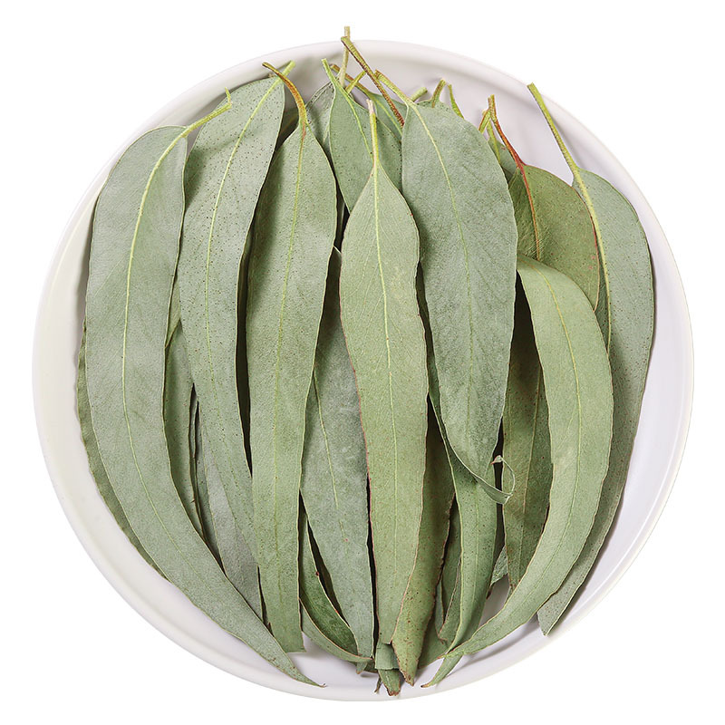 Eucalyptus Leaves (Eucalyptus globulus) — Dried Blue Gum Leaf for Sachets & Herbal Blends - Image 5