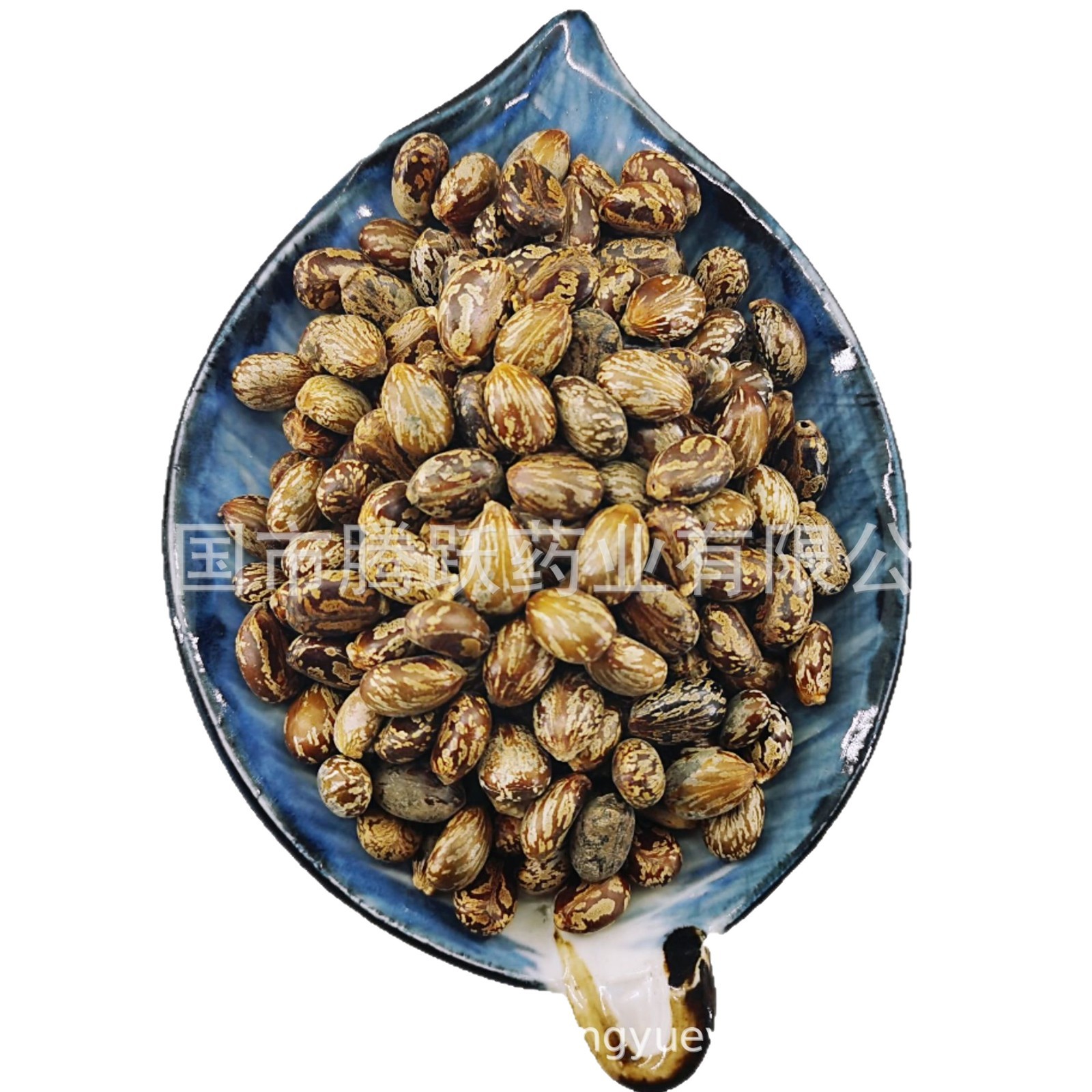 Castor Seeds Bi Ma Zi 500g Bag Dried Ricinus communis Traditional Chinese Herb Wholesale - Image 5