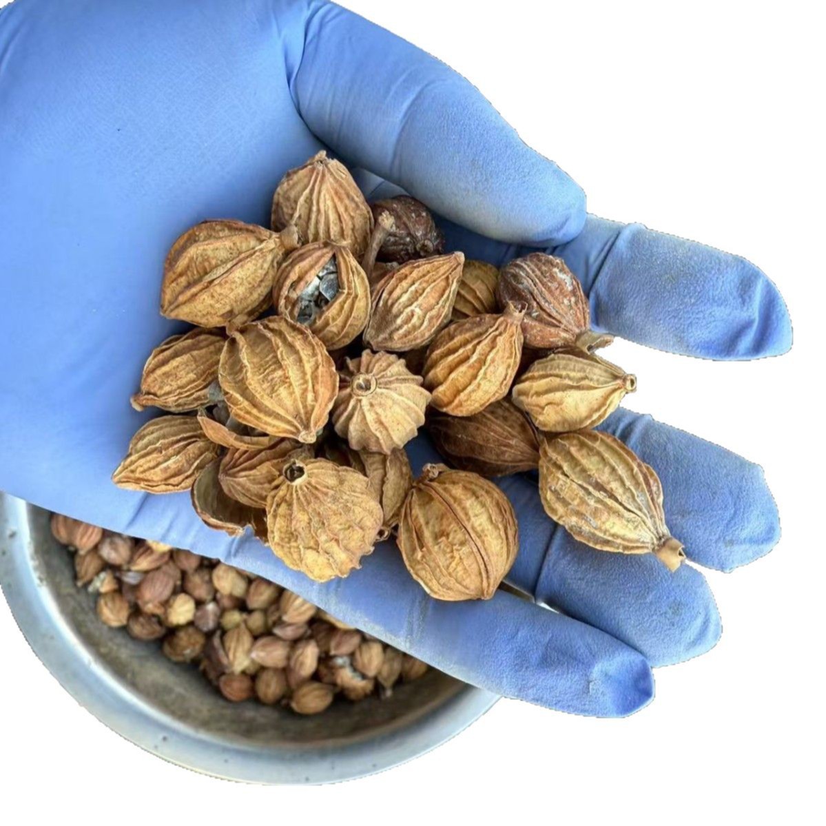 Dried Xiang Sha Spice Amomum Fruit 500g Premium Grade for Herbal Soups and Culinary Use - Image 5