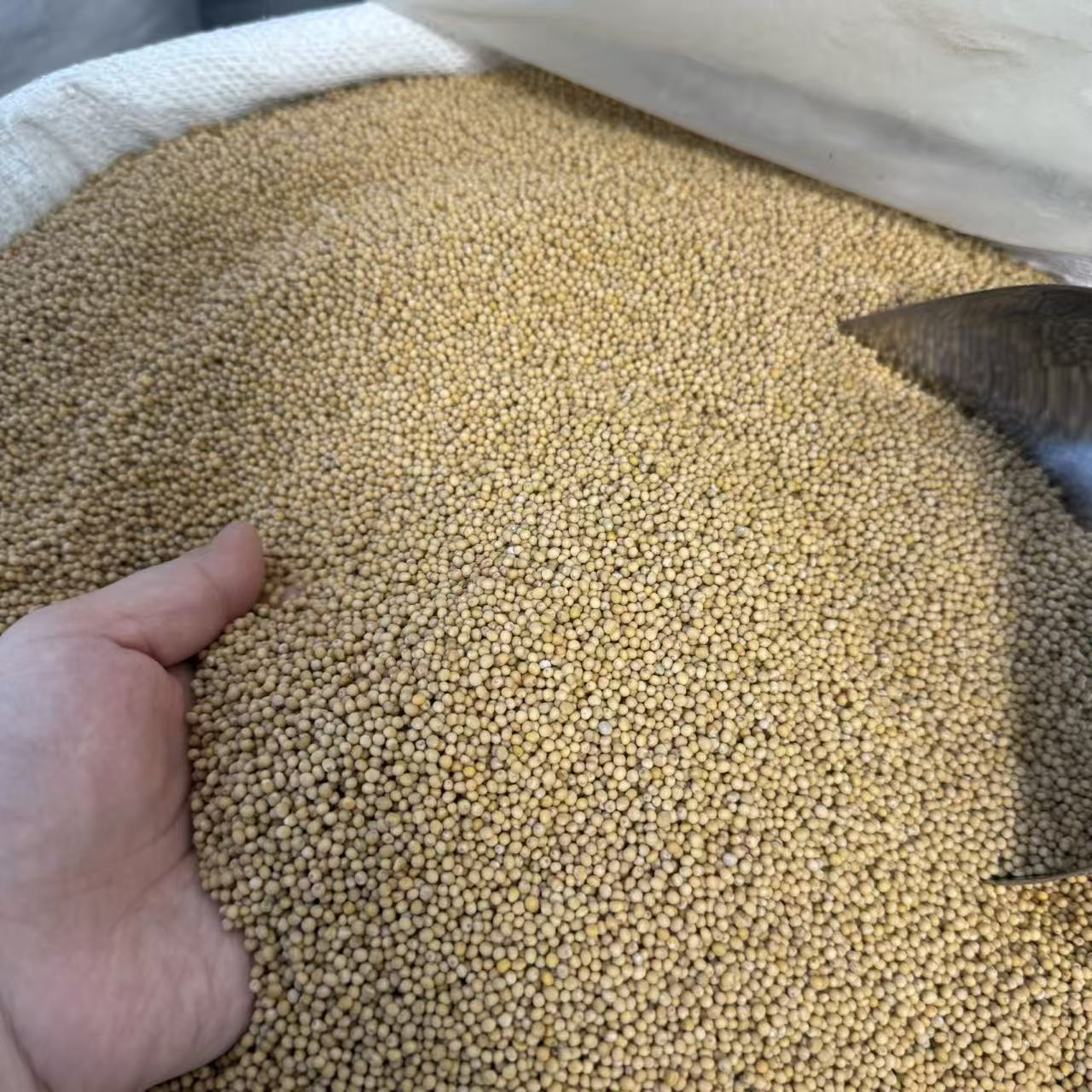 White Mustard Seed Bai Jie Zi 500g Dried Herbal Granules for Traditional Decoctions - Image 2