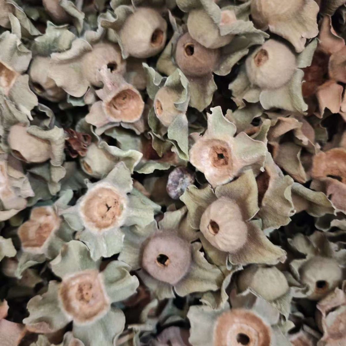Shi Di (Diospyros kaki Calyx) — Dried Persimmon Calyx Herb, 500g - Image 2