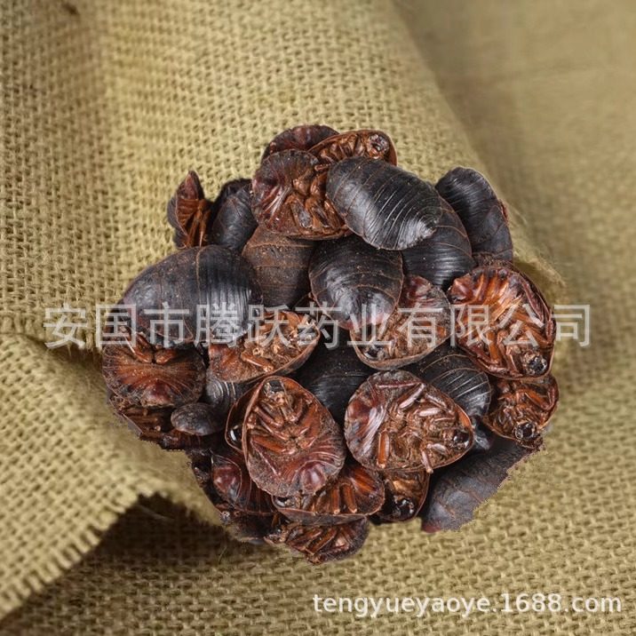 Dried Ground Beetle Tu Bie Chong 土鳖虫 Eupolyphaga Whole Insect Raw TCM Herb 500g - Image 3