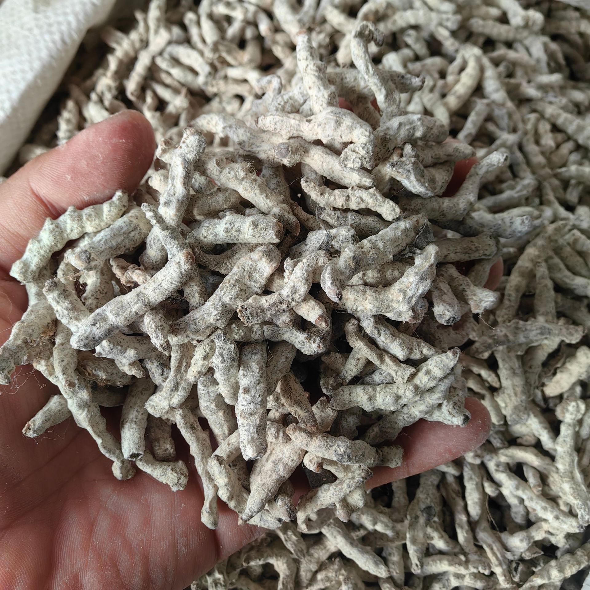 White Silkworm Jiang Can 500g Yunnan Sun Dried Bombyx Batryticatus Traditional Chinese Herb - Image 3