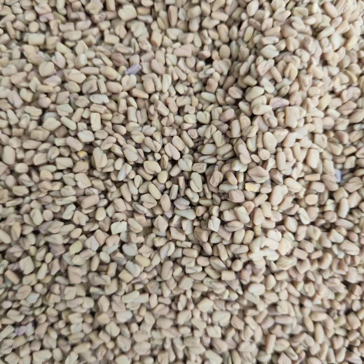 Hu Lu Ba Seeds (Trigonella foenum-graecum) — Dried Fenugreek Food Herb, 500g - Image 4