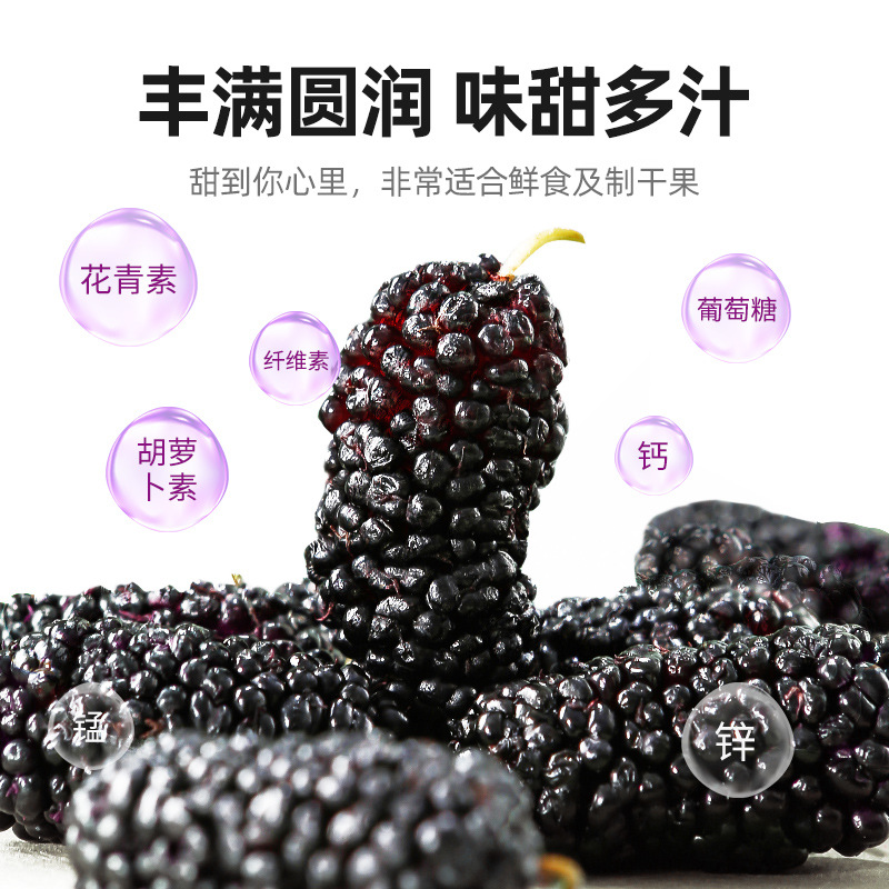 Dried Mulberry Fruit 250g Jar Hand Selected Large First Harvest Mulberries for Tea and Wine - Image 5