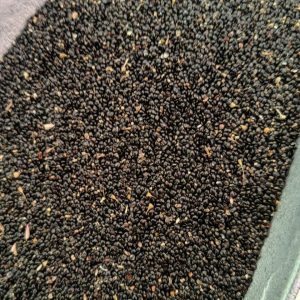 Qing Xiang Zi (Celosia argentea) — Dried Food-Herb Seeds, 500g