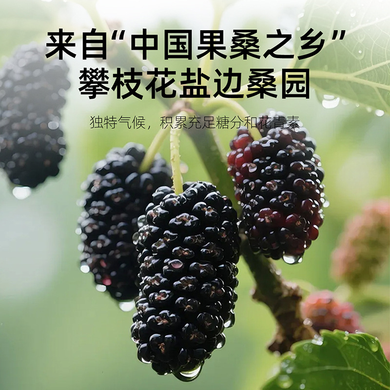 Organic Dried Mulberry Fruit 510g Round Jar Panzhihua Sang Shen Dried Mulberries for Tea and Wine - Image 2