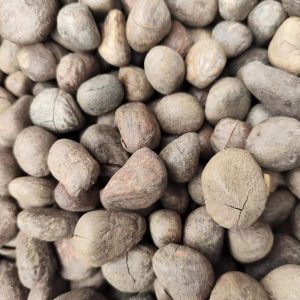 Da Feng Zi (Hydnocarpus anthelminticus) — Dried Chaulmoogra Seeds, Traditional Herbal Material