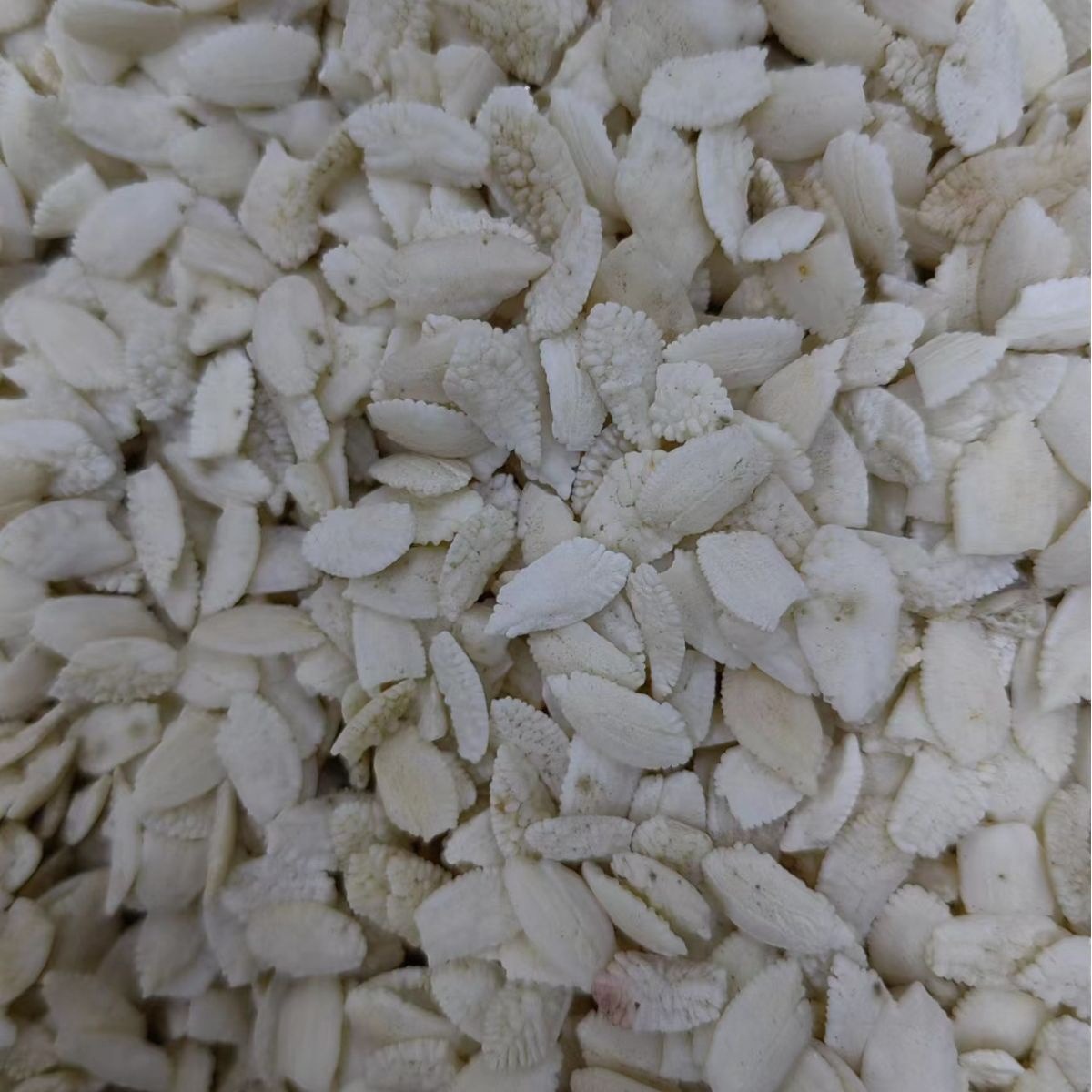 Yu Nao Shi (Fish Otolith / Fish Brain Stone) — Dried TCM Mineral Herb, 500g - Image 5