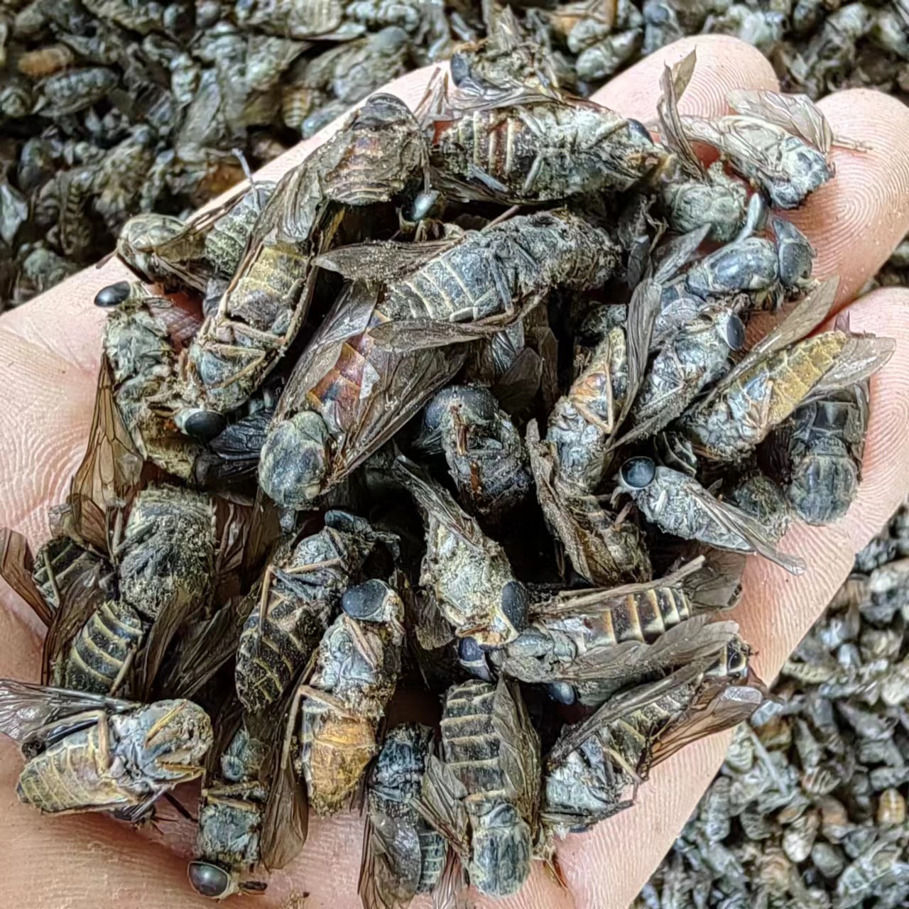 Niu Meng Chong (Tabanus bivittatus) — Dried Gadfly Herb for TCM Decoction & Powder - Image 2