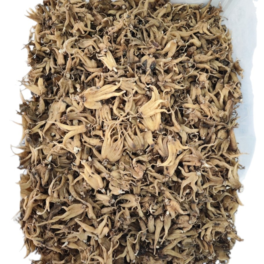Shou Zhang Shen (Gymnadenia conopsea) — Tibetan Dried Hand-Palm Orchid Tubers, 4600m Nyingchi - Image 5
