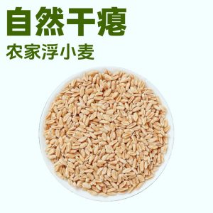 Fu Xiao Mai (Triticum aestivum) — Naturally Sun-Dried Light Wheat for Tea & Soup