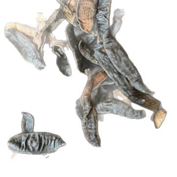 Dried Leech (Hirudo nipponica / Poecilobdella manillensis) — Sun-Dried Medicinal Leech, Food-Grade Herb - Image 5